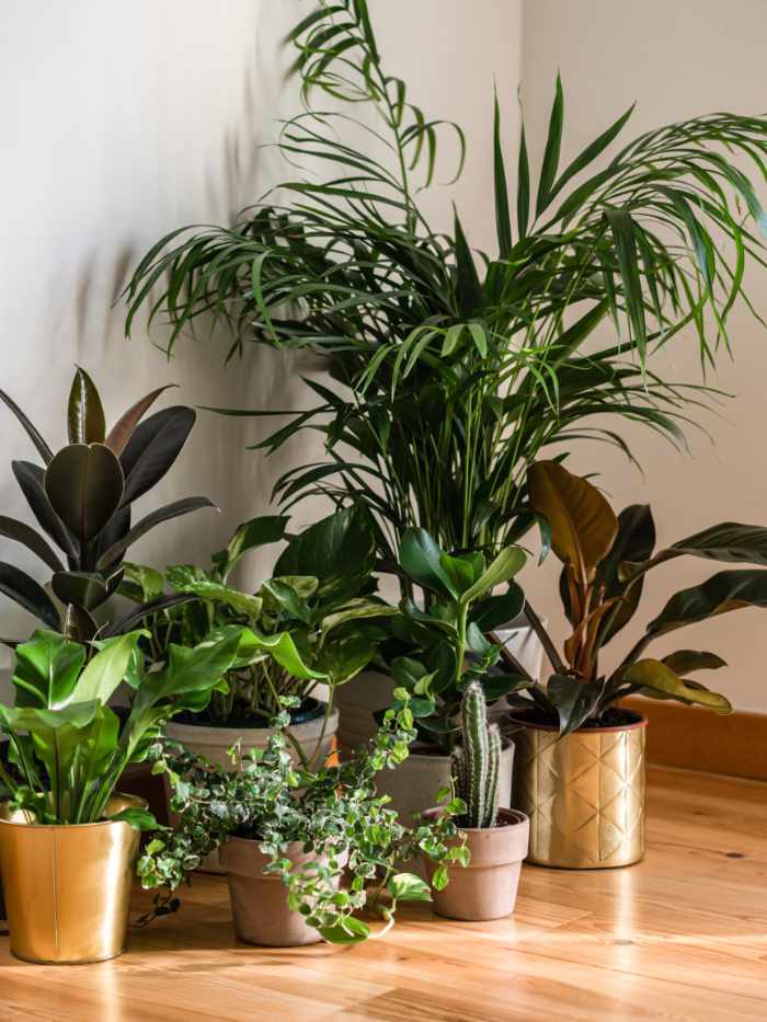 An assortment of potted plants of different heights and character. In the back is a tall fern like plant surrounded by peace lilies. In the front is an English Ivy and a cactus. They are all sitting on a wood floor. Sun shines in from the right side of the picture.