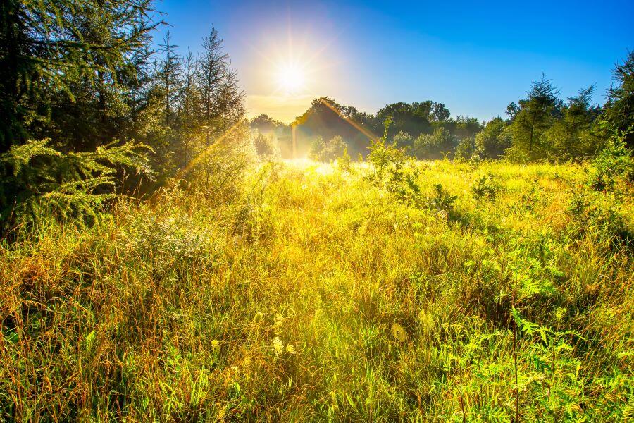 A beautiful morning breaks with the sun high in the air over a distant barn. There are tall evergreen trees on the left hand side and a beautiful golden meadow in the foreground. The horizon is dotted with happy trees.